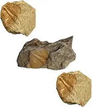 NOLITOY Real Trilobite Specimen Set 3pc Dinosaur Dig Kit Educational Teaching Tool Home Decor Ornaments