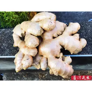 烘焙老薑片茶包 薑母茶 「單包價」可多次回沖至無味老薑紅茶 薑汁先生手作老薑茶包 手工自製薑茶 熟成老薑烘焙上班族必備