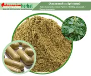 Capsule Of Pure Amaranthus Spinosus Spiny Amaranth Organic Natural Herbal Herbs