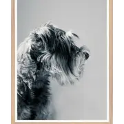Galrie Captivating Canine Portrait - Black and White Dog Art Photography Print, Wood Frame, A1 60 x 84cm (23 x 33inch)