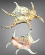 Harpago chiragra 25,5 cm Sea shell, Strombidae, collectible shell