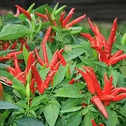 Chilli ‘Thai Hot’ Extreme HOT Heavy Yield Chili Chile Pepper 10 Seeds