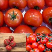 Tomato - Tropic seeds