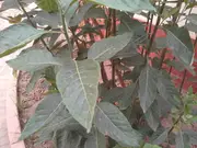 Buy Bitter Leaf Plant - Vernonia amygdalina