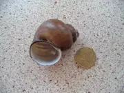 Endemic snails from Lake Ohrid in Albania. Valvatidae Valvata freshwater Shell