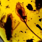 Fossil amber Insect Burmese burmite Cretaceous Big Flower insect Myanmar