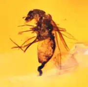 Detailed Pscoptera (Booklice) with Frass, Fossil inclusion in Burmese Amber