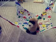 Ferret Double Sided Hammock - Colorful Cartoon Cars - 14" x 16"