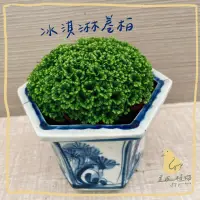 在飛比找蝦皮購物優惠-●歪皮植物●冰淇淋捲柏 | 綠捲柏 | 小捲柏 小品植物 居