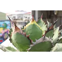 在飛比找蝦皮購物優惠-多肉植物  龍舌蘭 agave 黑火焰嚴龍