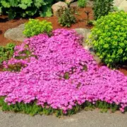 300 Pink Rock Cress Seeds Creeping Thyme Seed Thymus Serpyllum Organic