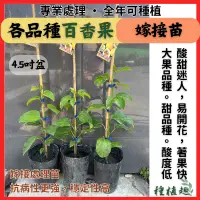 在飛比找蝦皮購物優惠-[種植趣] 新品種 嫁接百香果苗 大果 甜度高 酸度低 抗病