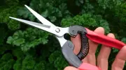Ryset Fruit and Veg Harvesting Snips