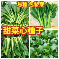 在飛比找蝦皮購物優惠-免運 開發票 收据【菜心種子】油青甜菜心種子 早熟高產 四季