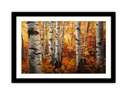 Birch Tree Framed print Art Poster Artowrk