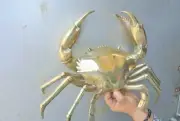Amazing BIG MUD CRAB 36 cm wide POLISHED solid heavy brass statue hollow 15" B
