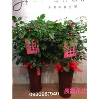 在飛比找蝦皮購物優惠-*晨露花坊*旺旺樹落地盆栽一對 (成立競選總部盆栽送禮.展覽