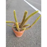 在飛比找蝦皮購物優惠-🌵多肉植物🌵金鈕扣 貓尾巴 仙人掌 無根出售