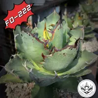 在飛比找蝦皮購物優惠-FO222(販售側芽) 非TC組織苗 龍舌蘭 AGAVE