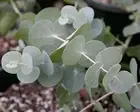 Eucalyptus Fragrance Oil Soap And Candle Making Supplies ***Free Shipping***