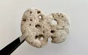 Natural #6 Holey Beach Rock Hag Fairy Stone Adder Mystical Magic Wish Lucky USA