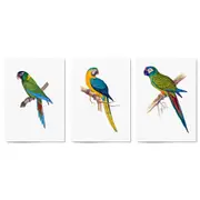 Set of Exotic Bird Drawings Australian Wall Art