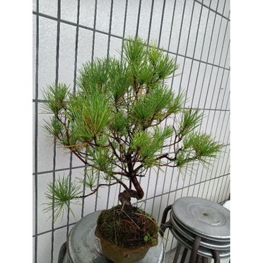 五葉松盆栽的優惠價格- 飛比有更多植栽/花禮商品| 2023年12月比價推薦