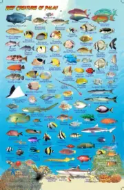Franko Maps Fish ID Card & Dive Map - Palau