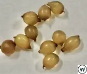 European Nightcrawler Fishing Eggs / Cocoons (Pack of 200 Hand Counted)