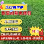 ☛500克☛藍標高羊茅種子 草坪種子 果嶺草 四季青 地毯草 台灣青 草坪草籽四季常青矮生耐寒耐旱耐凍耐踩踏護坡綠化