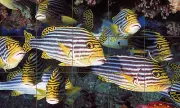 Art Sealife Mural Ceramic Backsplash Bath Tile #38