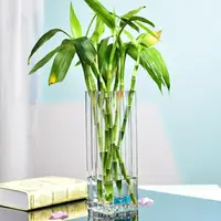 在飛比找樂天市場購物網優惠-富貴竹花瓶大號玻璃水培方形花器客廳百合插花透明落地花瓶擺件 