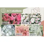 2024 新鮮抵台 『現貨』 彩葉芋球根 CALADIUM 紅酒飛濺 / 芭蕾舞鞋 / 夏日微風 / 月光 / 高級純白