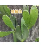 [植藝佳]胭脂團扇仙人掌 多肉嫁接砧木 一片20元 下單現剪