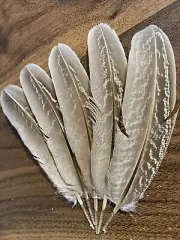 5pcs Set Natural Pheasant Feathers 15-16cm DIY Art Craft Millinery Smudge Fan