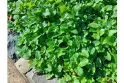 LEMON BALM seeds - Standard Packet (300+ seeds)