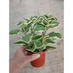 LING'S SUCCULENT/斑葉左手香/左手香/香草植物/三吋盆