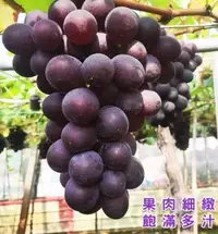 在飛比找松果購物優惠-【水果達人】台灣一級巨峰葡萄6斤1箱 (6.1折)