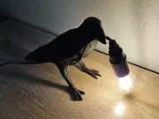 Table Lamps Resin Crow Desk Lamp Bedroom Bird Shape Wall Sconce Light Fixtures
