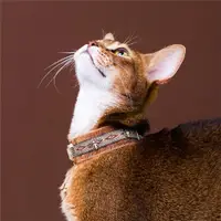 在飛比找ETMall東森購物網優惠-[兩短一長]原創寵物飾品復古高級貓項鏈鈴鐺狗脖圈阿比埃及民族