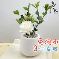 在飛比找蝦皮商城優惠-【小品文化】梔子花【現貨】3吋雪胖免澆水盆栽 室內植物 室內