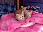 SPONSOR CREAMY KITTEN SISTERS HELP FEED SPAY FERAL CAT RESCUE Rec Color PHOTO