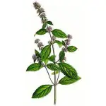 歐薄荷精油(MENTHA PIPERITA)