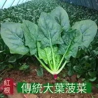 在飛比找蝦皮購物優惠-🥬大葉菠菜種子 四季播種陽台庭院菜園種植小葉菠菜種子 高產蔬