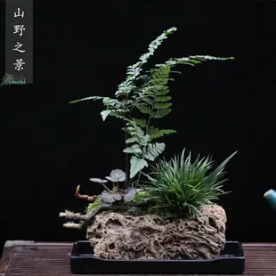 山野雅居狼尾蕨類菖蒲苔蘚盆景吸水石成品喜陰易養室內綠植送托盤