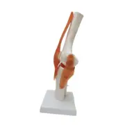 Knee Joint Model Scientific Bendable Teaching Tool Educational with Ligaments