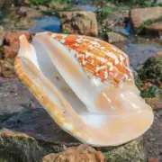 Natural Conch Shells Aquarium Sea Snail Fish Tank Landscape Ornaments Gifts