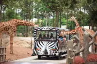 在飛比找雄獅旅遊優惠-泰國-清邁夜間動物園門票 Chiang Mai Night 