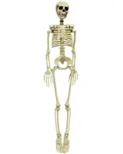 Halloween Skeleton 90cm