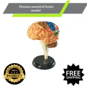 Human anaotical brain model